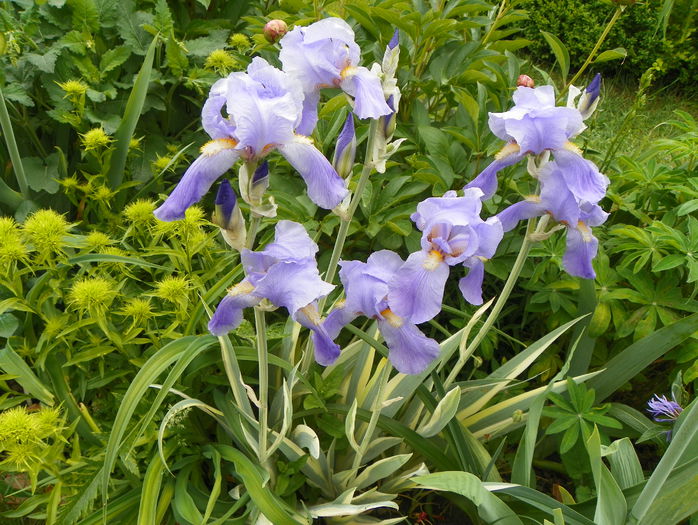 iris pallida aureovariegata