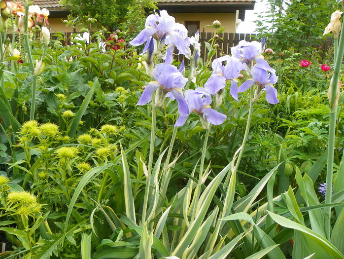 iris pallida aureovariegata