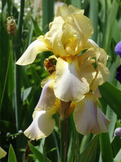 DSC08095 - d-irisi 2015