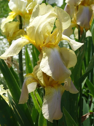 DSC08096 - d-irisi 2015