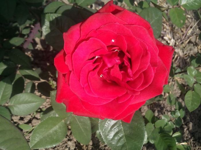 IMG_20150525_091737 - trandafiri