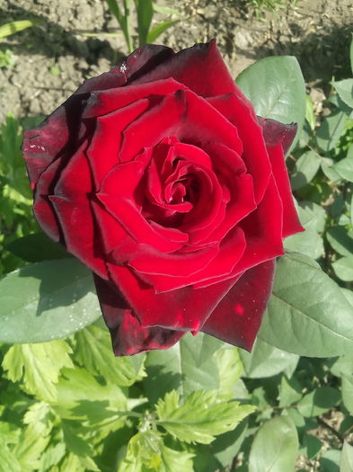 IMG_20150525_091430 - trandafiri