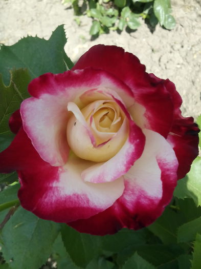 IMG_20150523_114245 - trandafiri