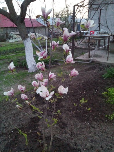 IMG_20150415_201504 - magnolie