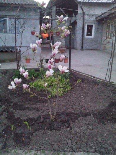 IMG_20150415_201426 - magnolie