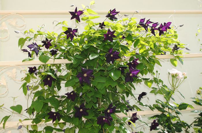 26 mai,clematis Romantika