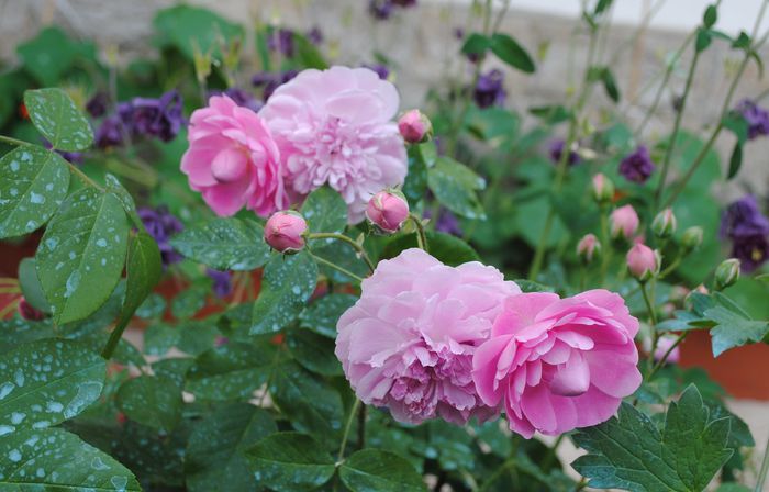 Harlow Carr