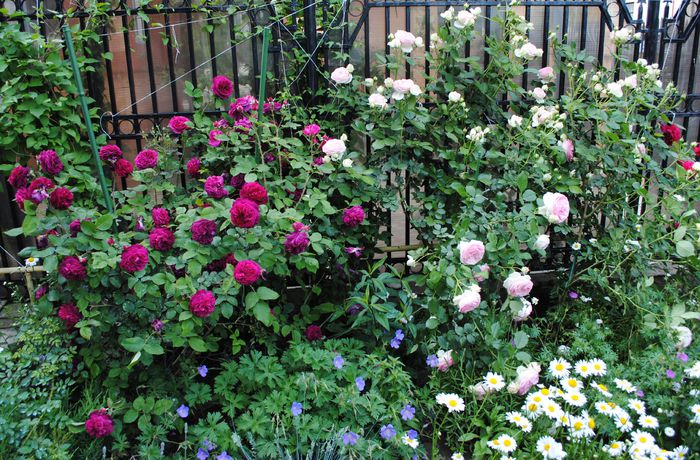 Munstead Wood si Eden Rose - 2015 trandafiri - I
