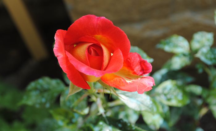 Parfum de Grasse,primul boboc:))