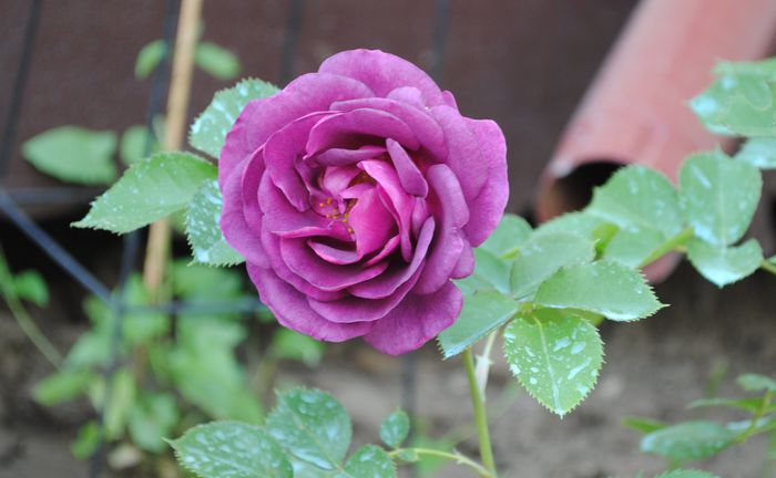 Minerva, prima floare:))