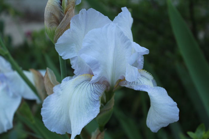 IMG_9531 - zz Iris germanica