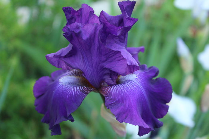 IMG_9532 - zz Iris germanica