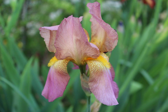 IMG_9536 - zz Iris germanica