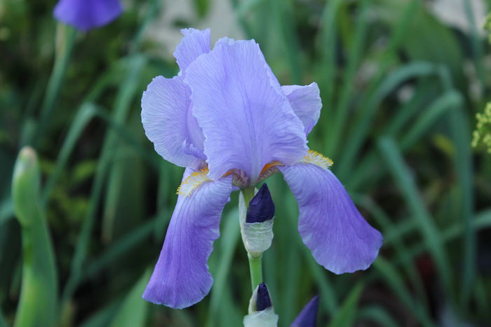 IMG_9537 - zz Iris germanica