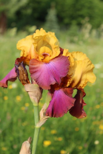 IMG_9549 - zz Iris germanica