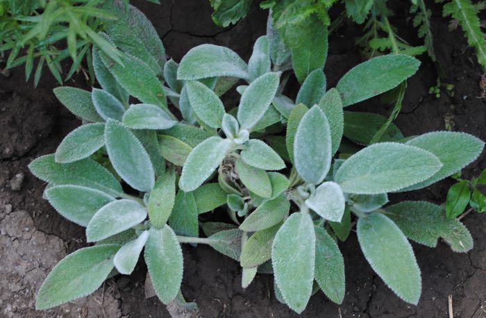 urechi de iepure(stachys byzantina) - 2015 plantele mele