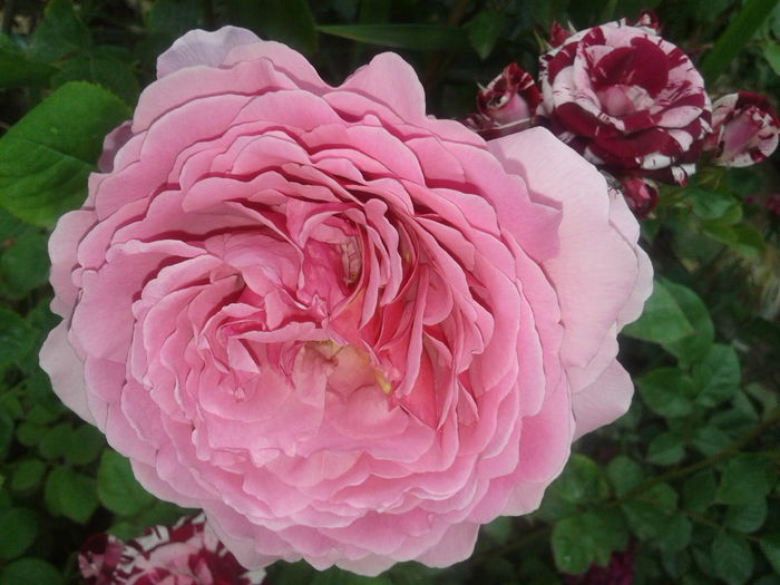 Princess Alexandra of Kent