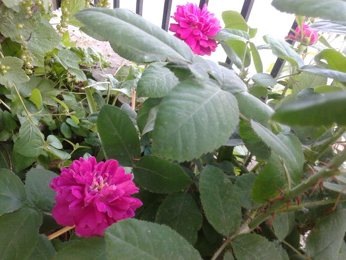 Rose de Reht