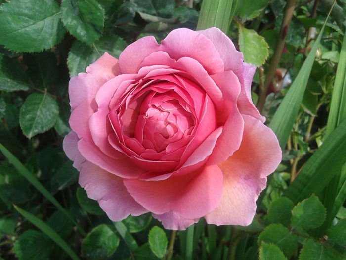 Princess Alexandra of Kent