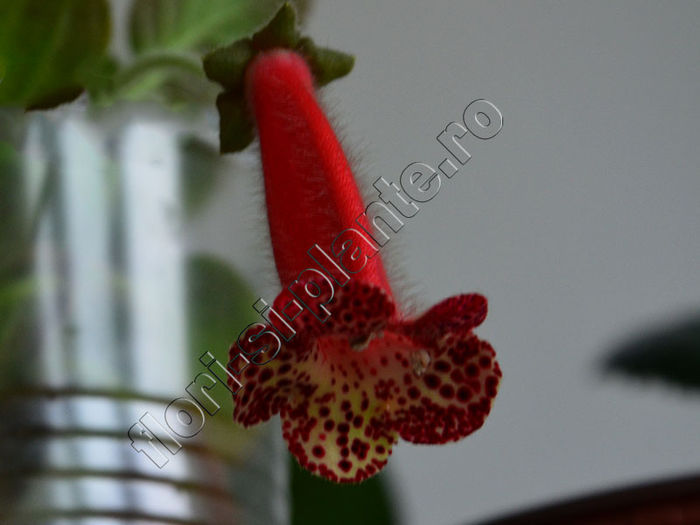 NEW 2015 - Kohleria Monica - KOHLERIA II 3