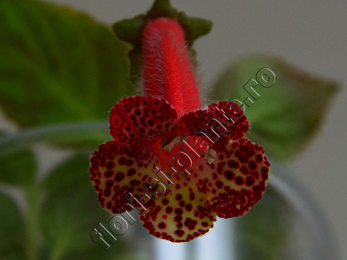 NEW 2015 - Kohleria Monica