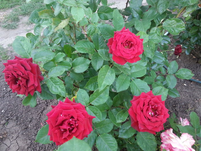 20150526_191816[1]