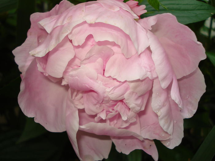 Sarah Bernhardt