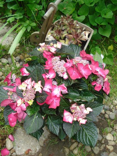 hortensia Dark Angel, 24.05.2015 - Gradina 2015