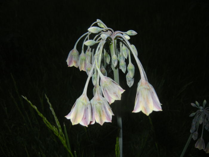 Allium siculum (2015, May 15)