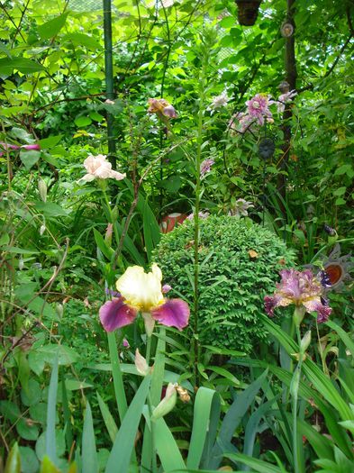 DSC08340 - Gradina 2015