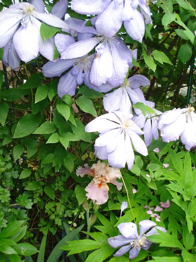 DSC08350 - Gradina 2015