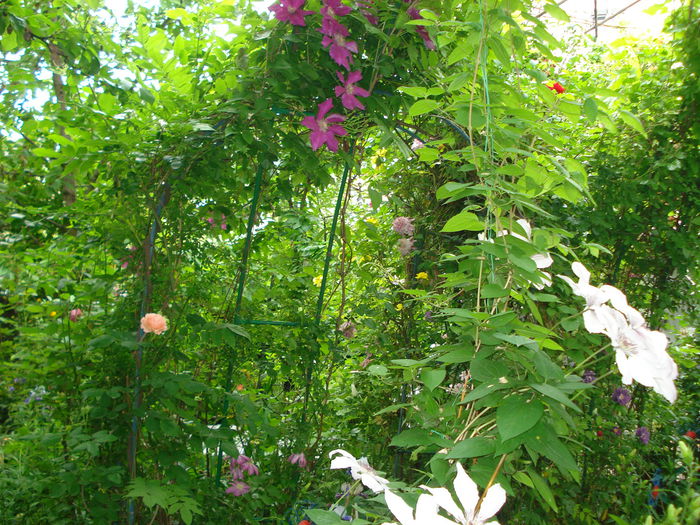 DSC08370 - Gradina 2015