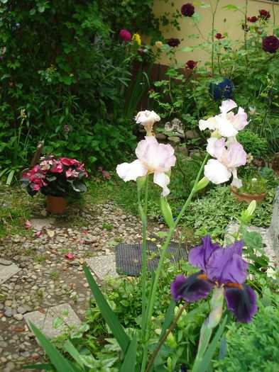 DSC08316 - Gradina 2015