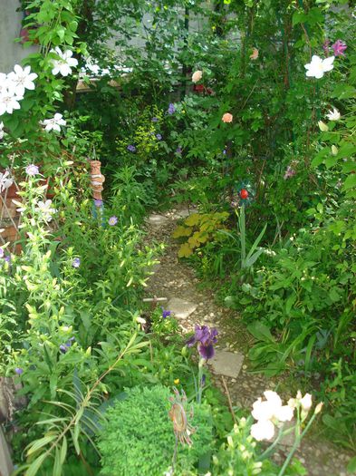 DSC08424 - Gradina 2015