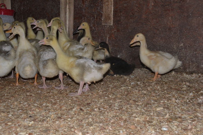 DSC_0455 - boboci gasca si rate pekin