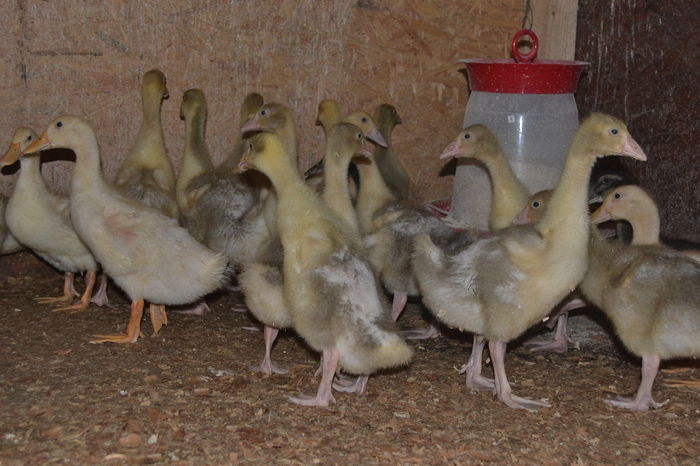 DSC_0457 - boboci gasca si rate pekin