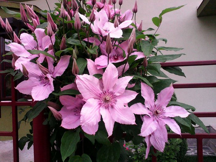 IMG_20150528_122001 - Clematite