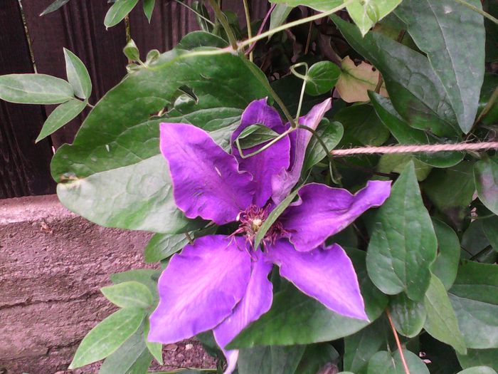 IMG_20150528_121828 - Clematite