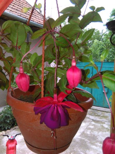 fuchsia voodoo