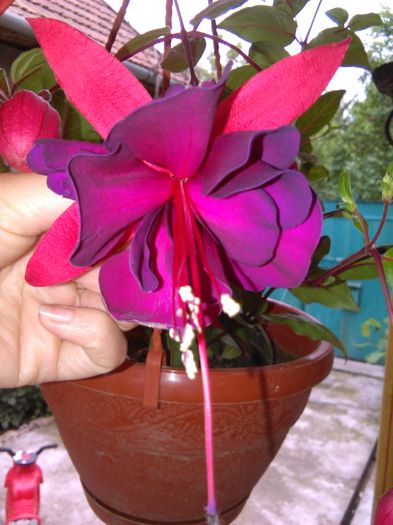 fuchsia voodoo - f fuchsia woodoo