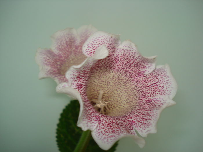 DSC01454