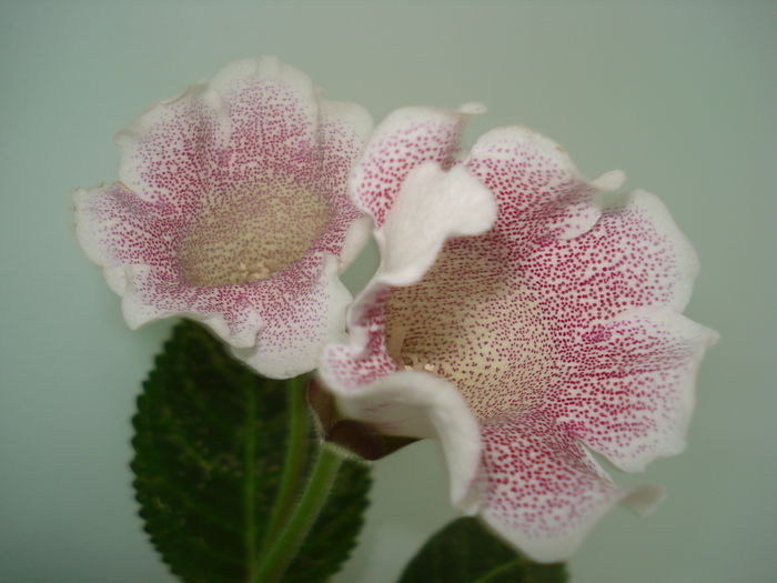 DSC01455