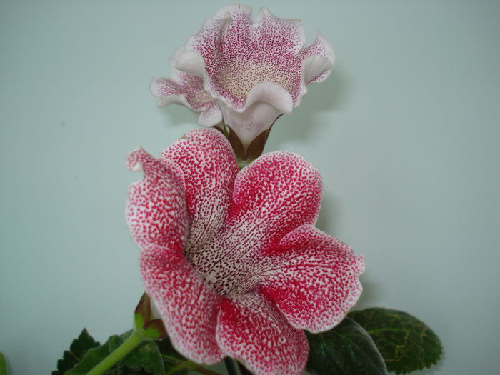 DSC01461