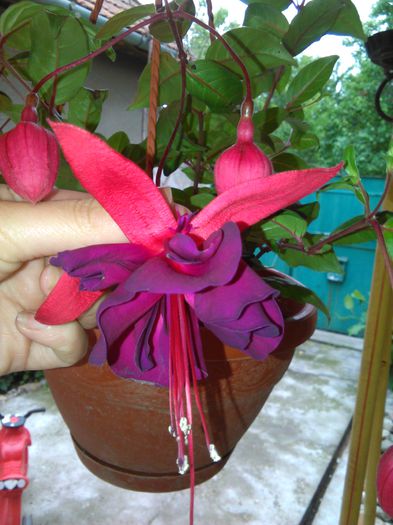 fuchsia voodoo - f fuchsia woodoo