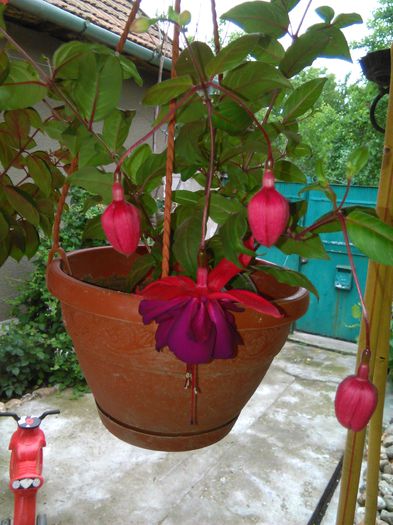 fuchsia voodoo - f fuchsia woodoo