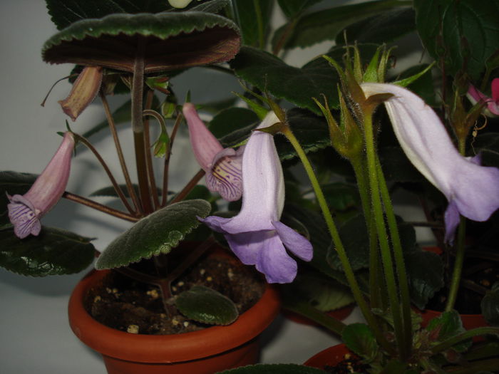 DSC01426