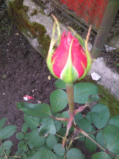 trandafir rosu