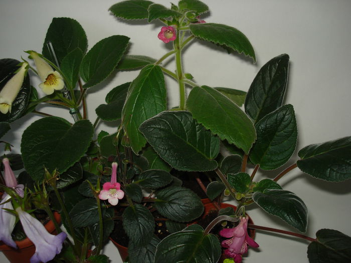 DSC01428 - SINNINGIA 2015