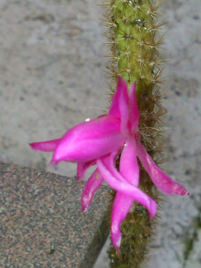 aporocactus flagelliformis