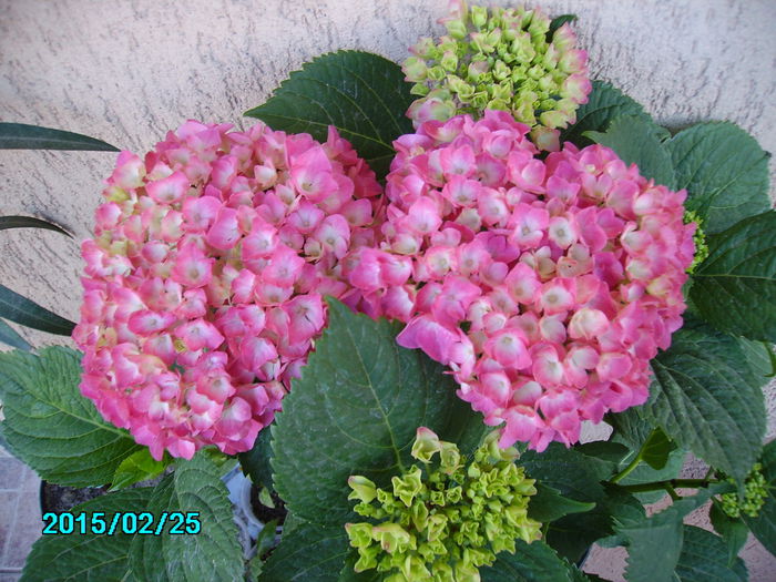 PICT2076 - flori 2015
